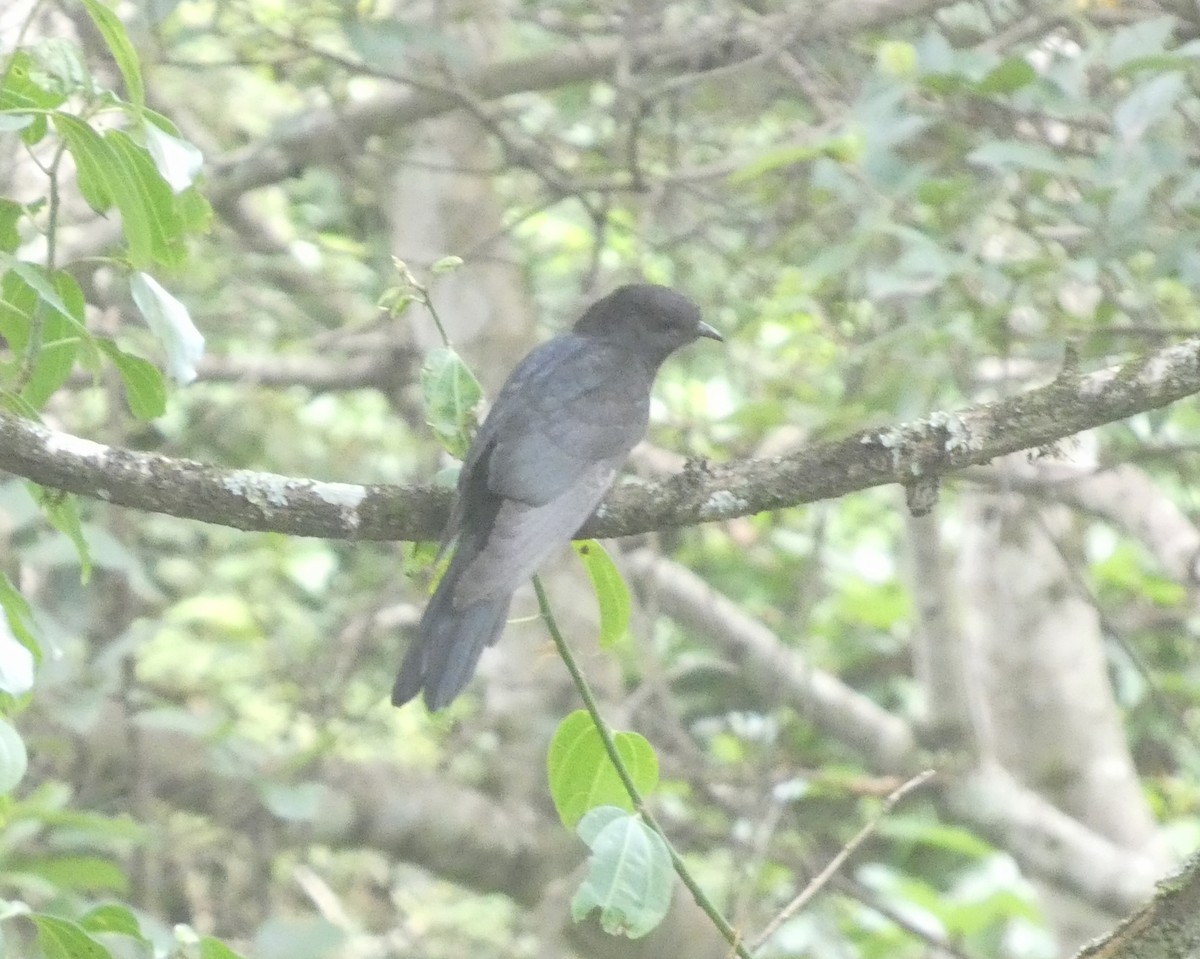 Black Cuckoo - ML414189961