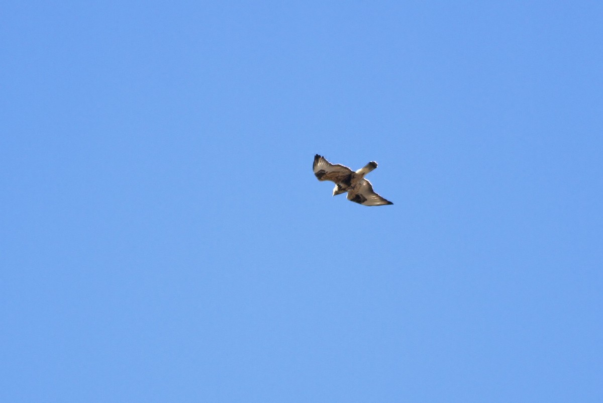 Rough-legged Hawk - ML41419061