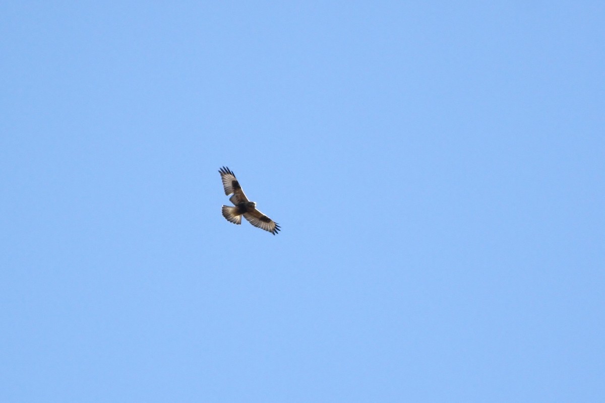 Rough-legged Hawk - ML41419071