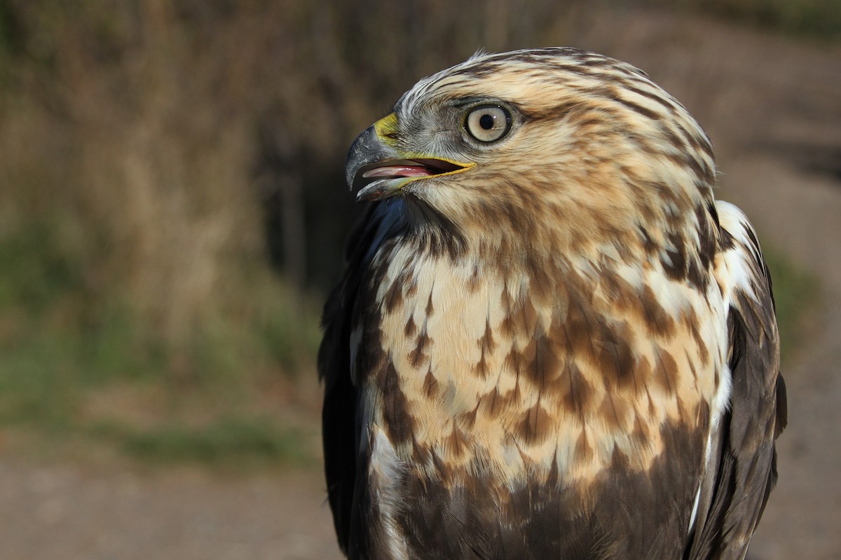 Rough-legged Hawk - ML41419101