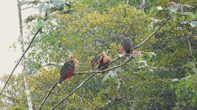 Hoatzin - ML414191501