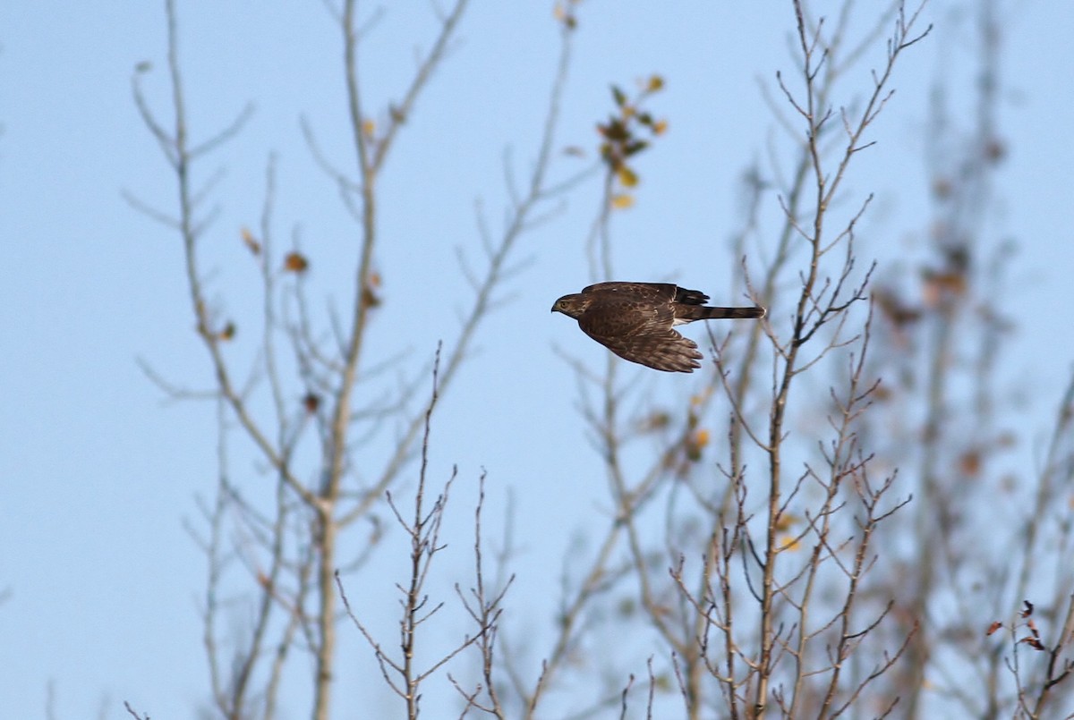 Sharp-shinned Hawk - Alex Lamoreaux