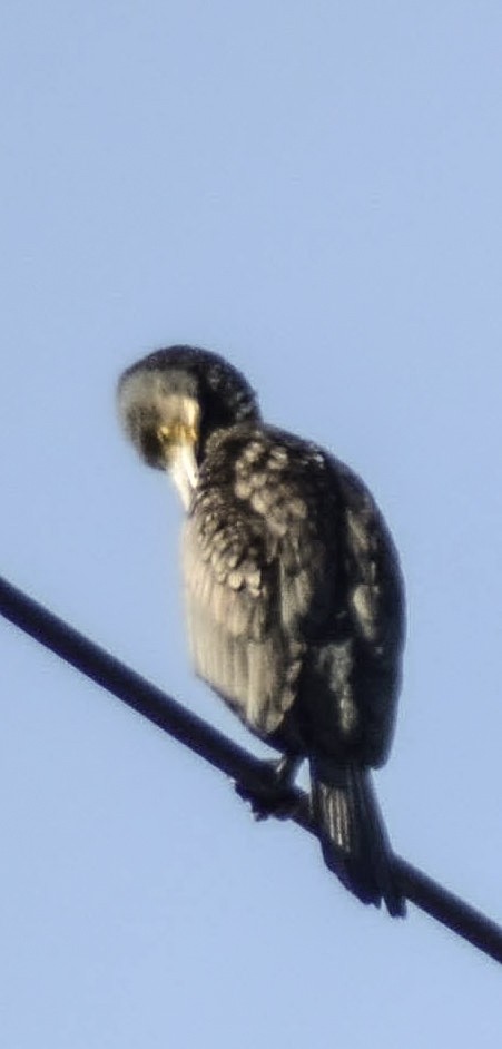 Kormoran - ML414193151