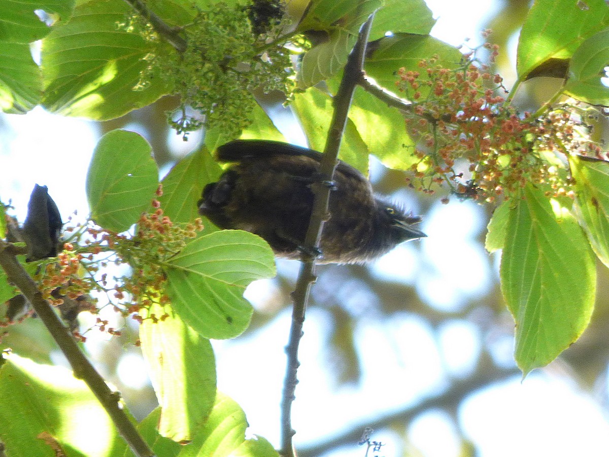 Gri Gerdanlı Barbet - ML414193461