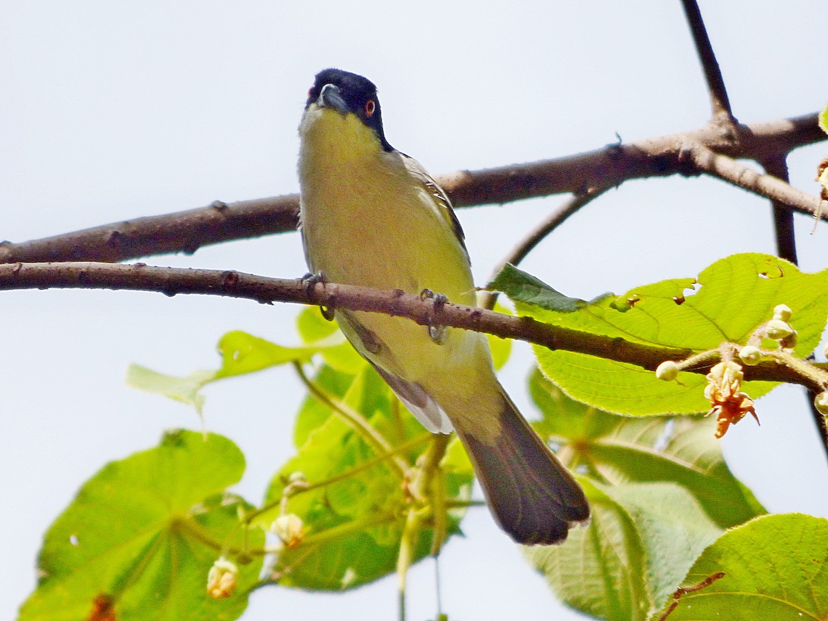 Northern Puffback - ML414193491