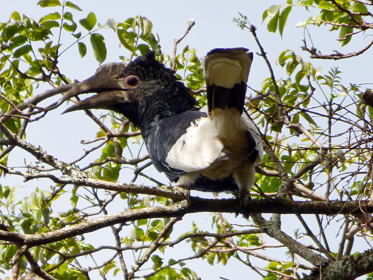 Black-and-white-casqued Hornbill - Matthew Douglas Gable