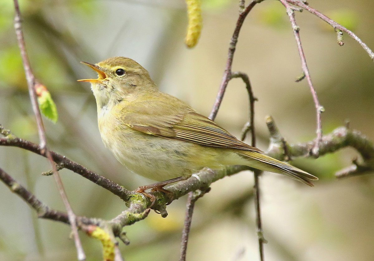 Iberian Chiffchaff - ML414193991