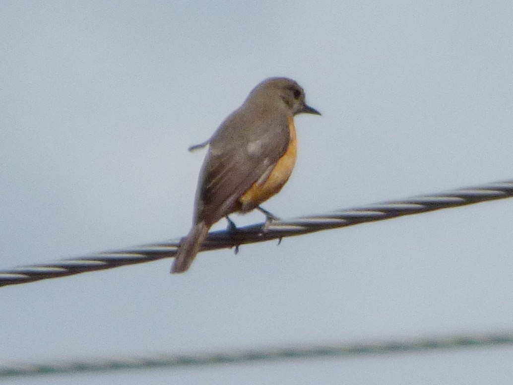 Little Rock-Thrush - ML414194161