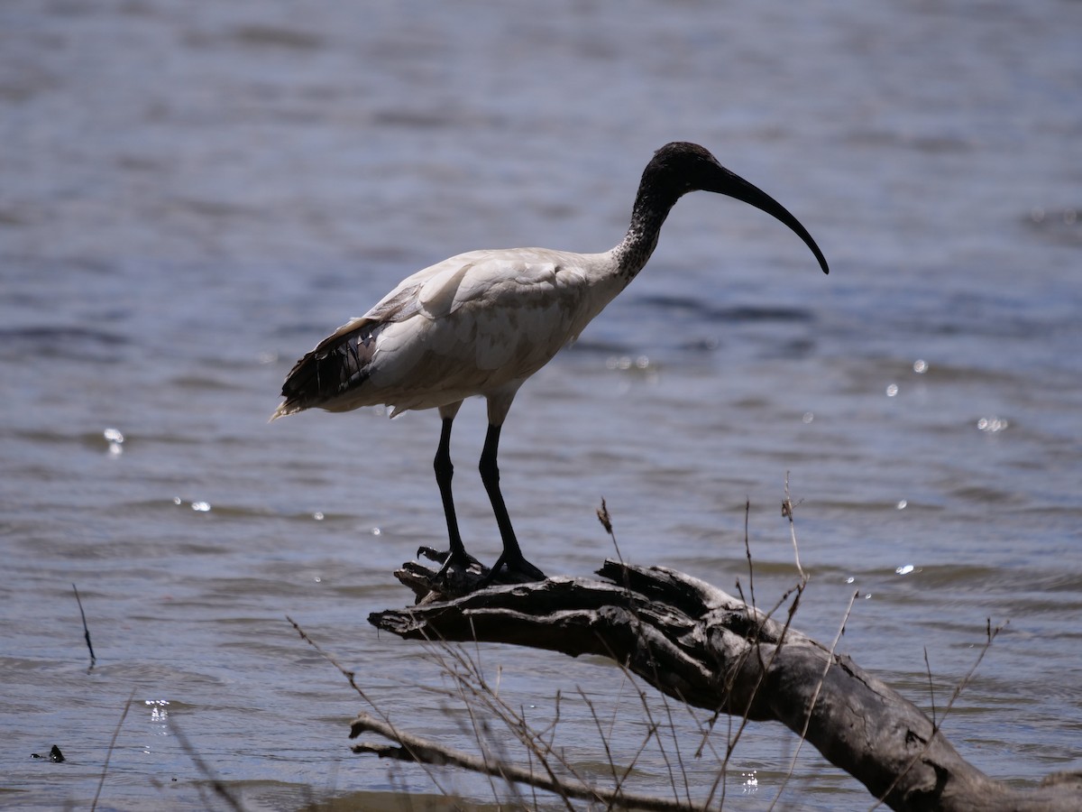 Ibis Moluqueño - ML414194741