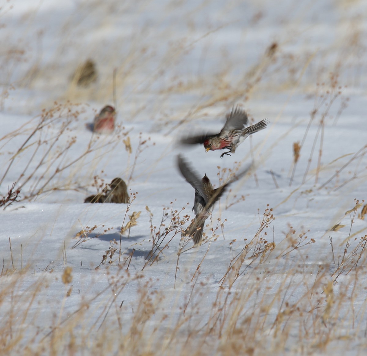 Redpoll (Common) - ML414195411