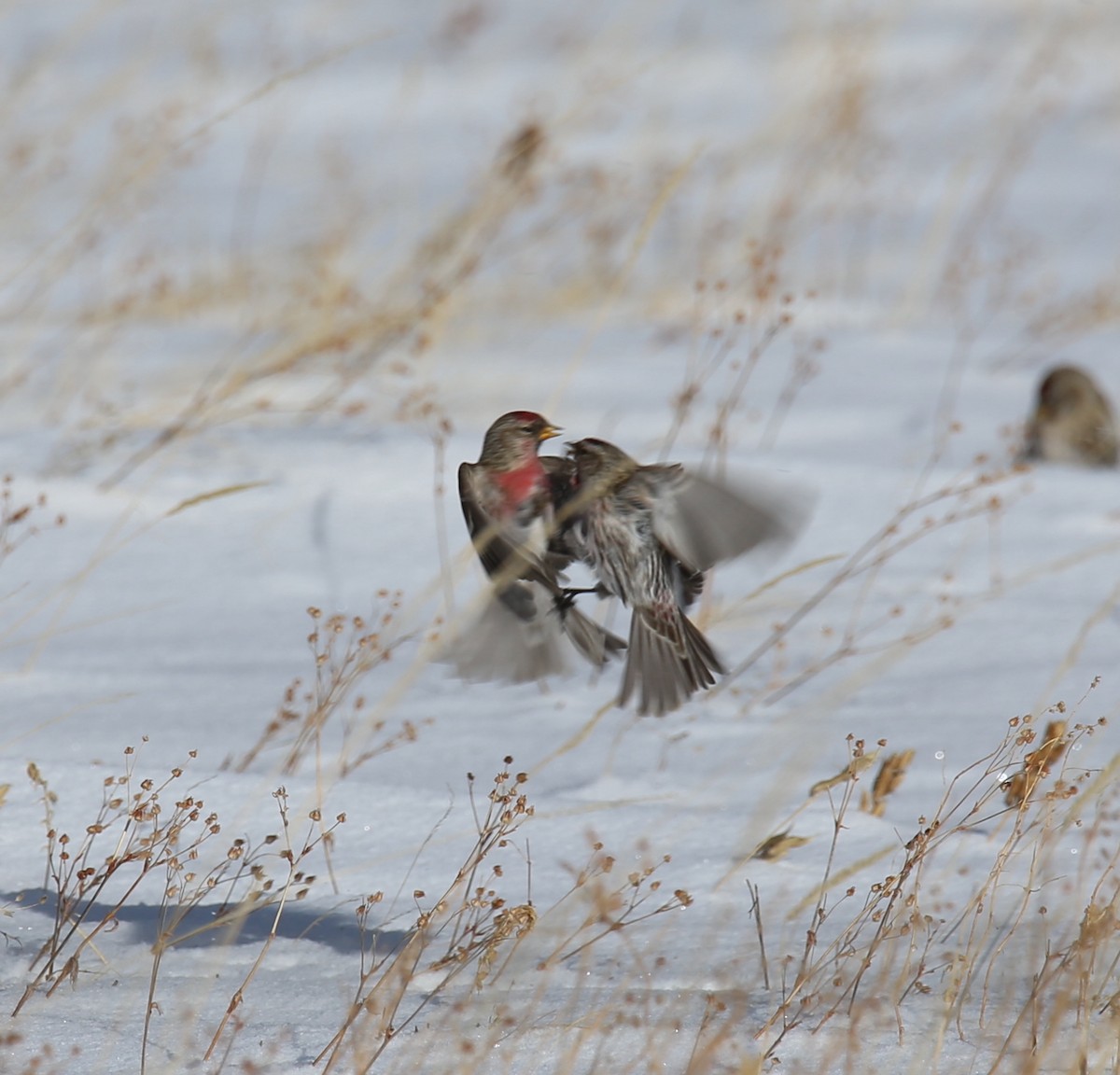 Redpoll (Common) - ML414195451