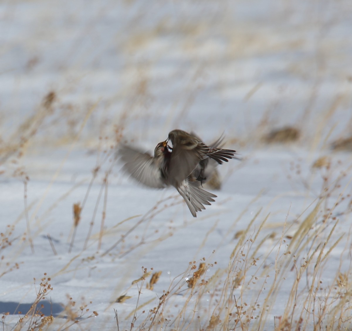 Redpoll (Common) - ML414195481