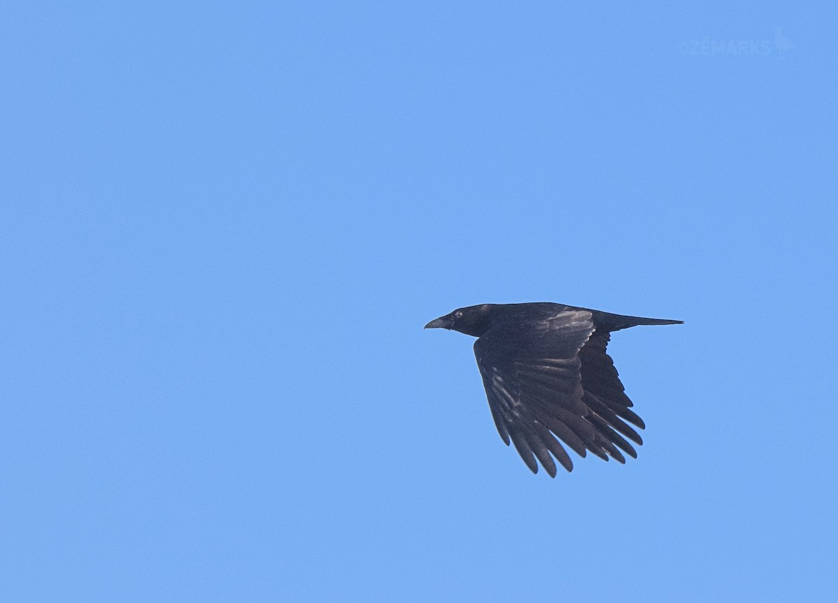 Carrion Crow - ML414196241