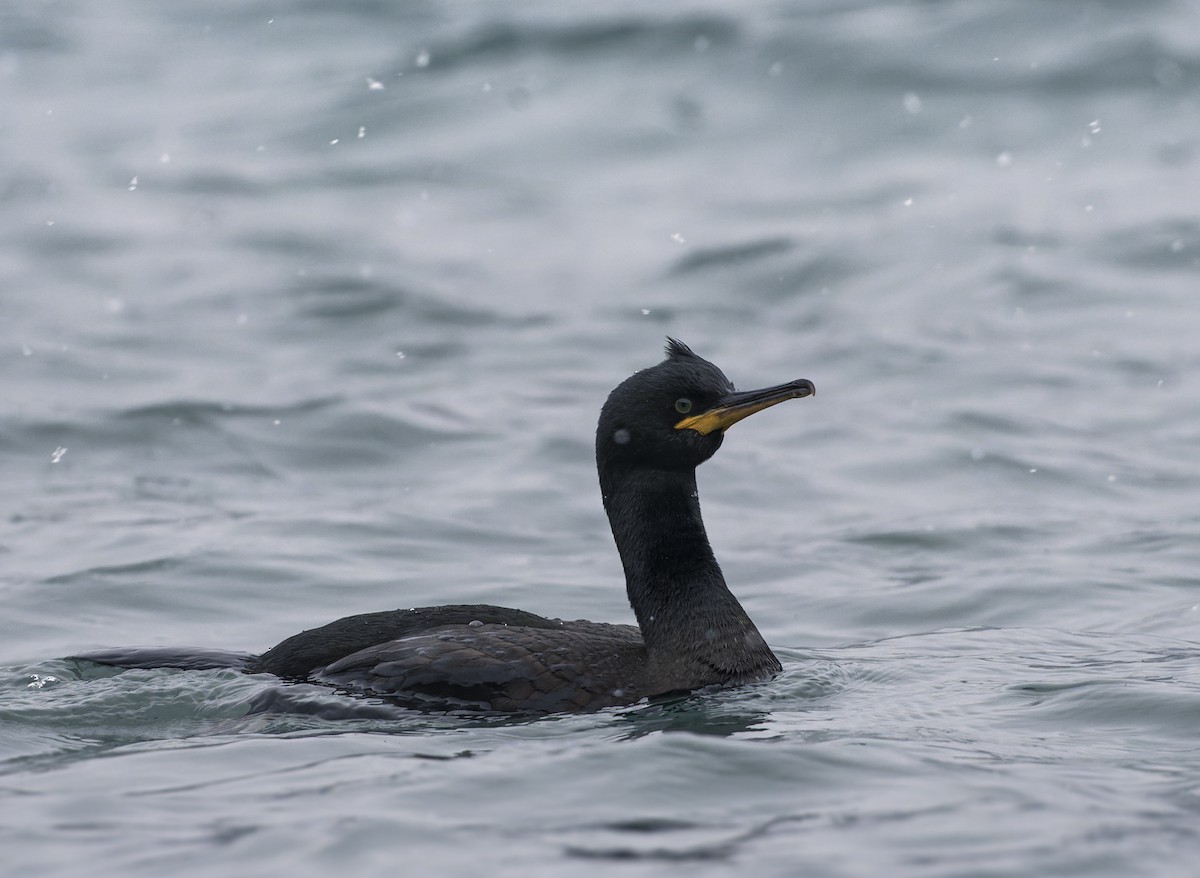 Great Cormorant/European Shag - ML414196601