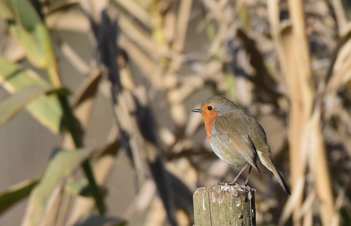 European Robin - ML414196721