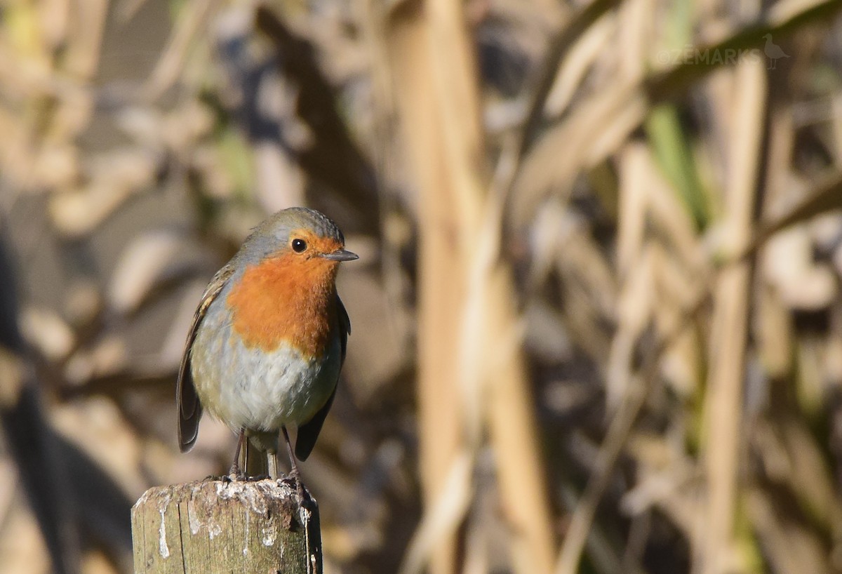 European Robin - ML414196731
