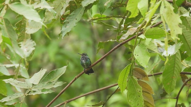 Blauschwanz-Smaragdkolibri - ML414198191