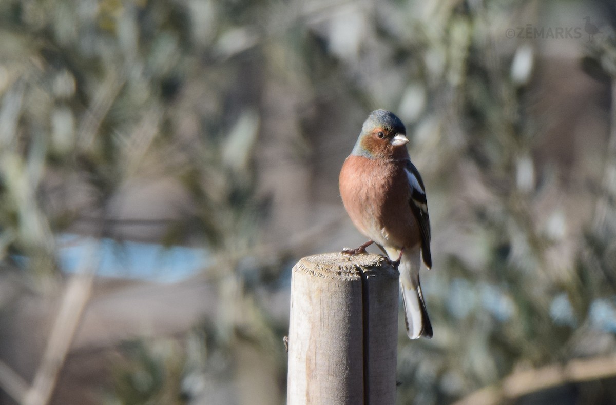 Common Chaffinch - ML414198581