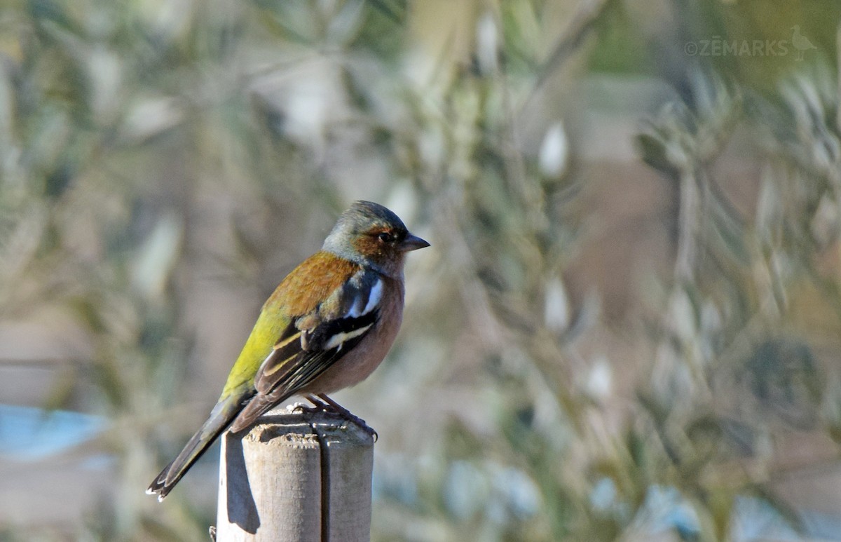 Common Chaffinch - ML414198591