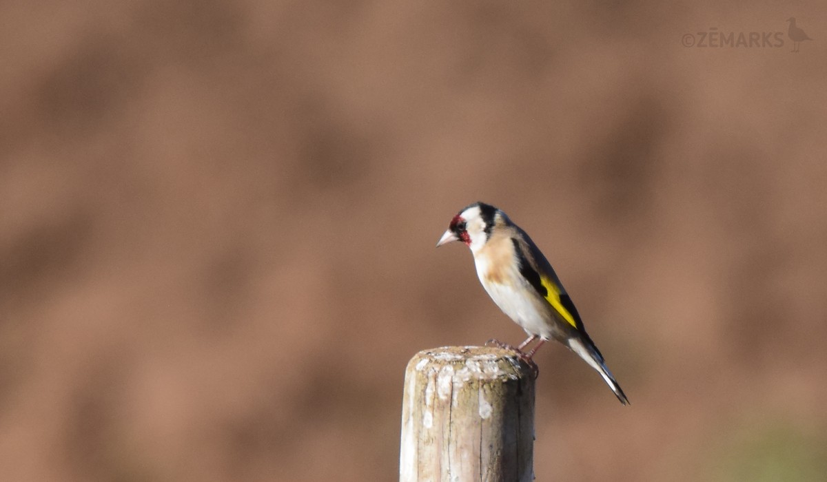 European Goldfinch - ML414199211