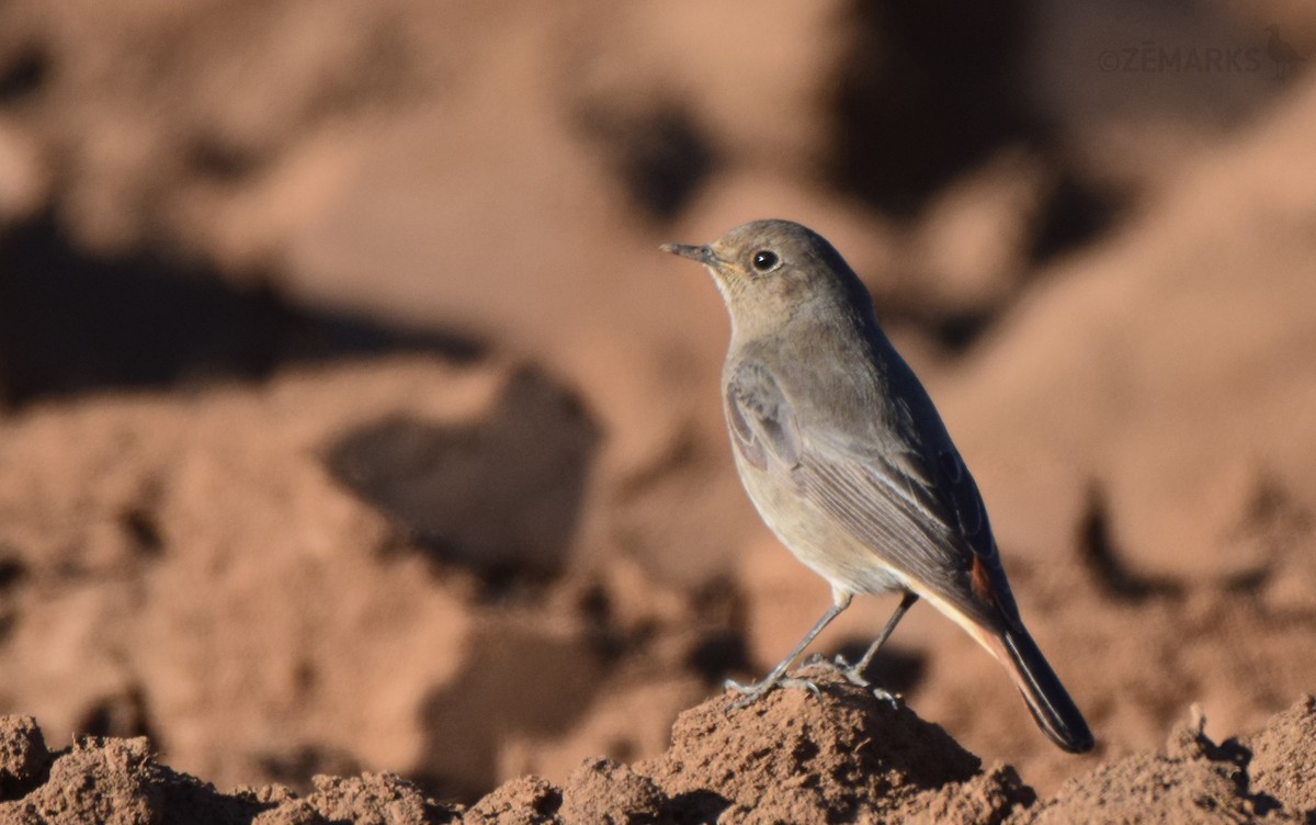 Black Redstart - ML414199591