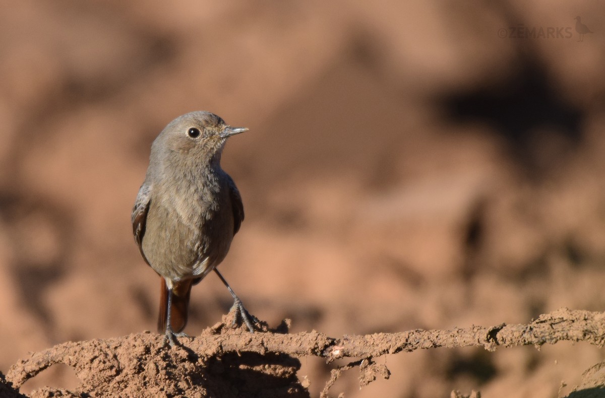 Black Redstart - ML414199611