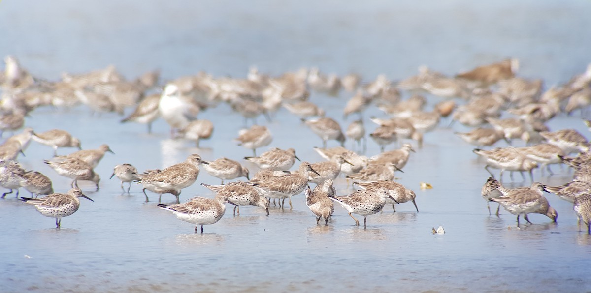 Great Knot - ML414200521