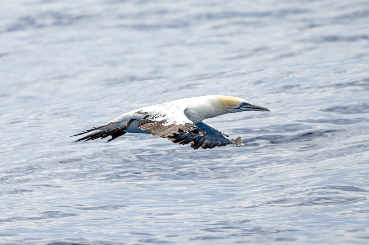 Australasian Gannet - ML414202411