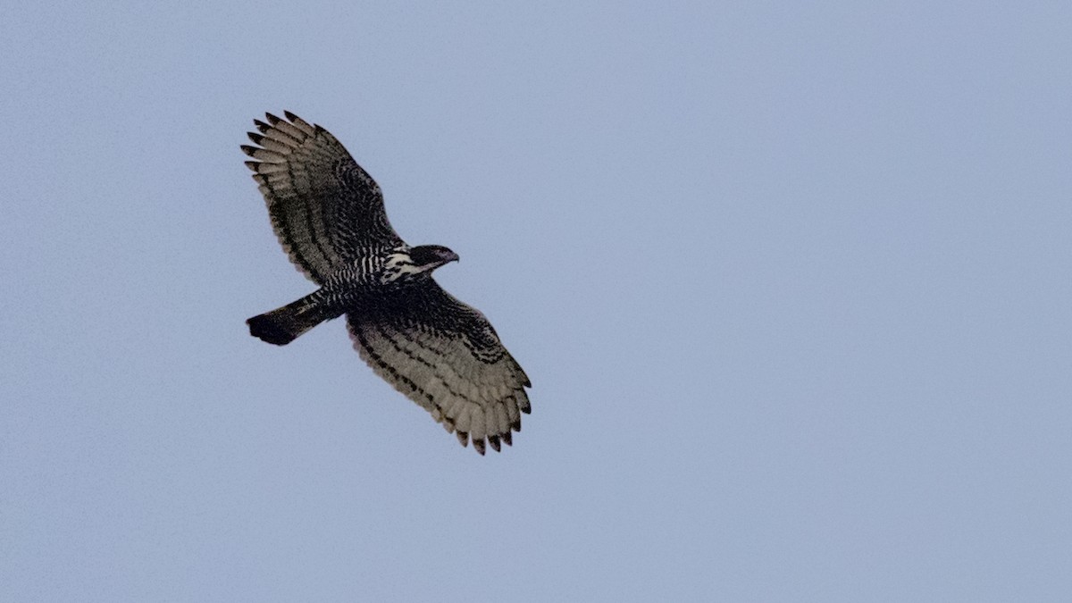 Blyth's Hawk-Eagle - ML414202691