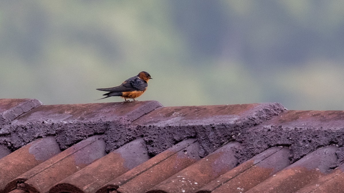 Rufous-bellied Swallow - Charmain Ang