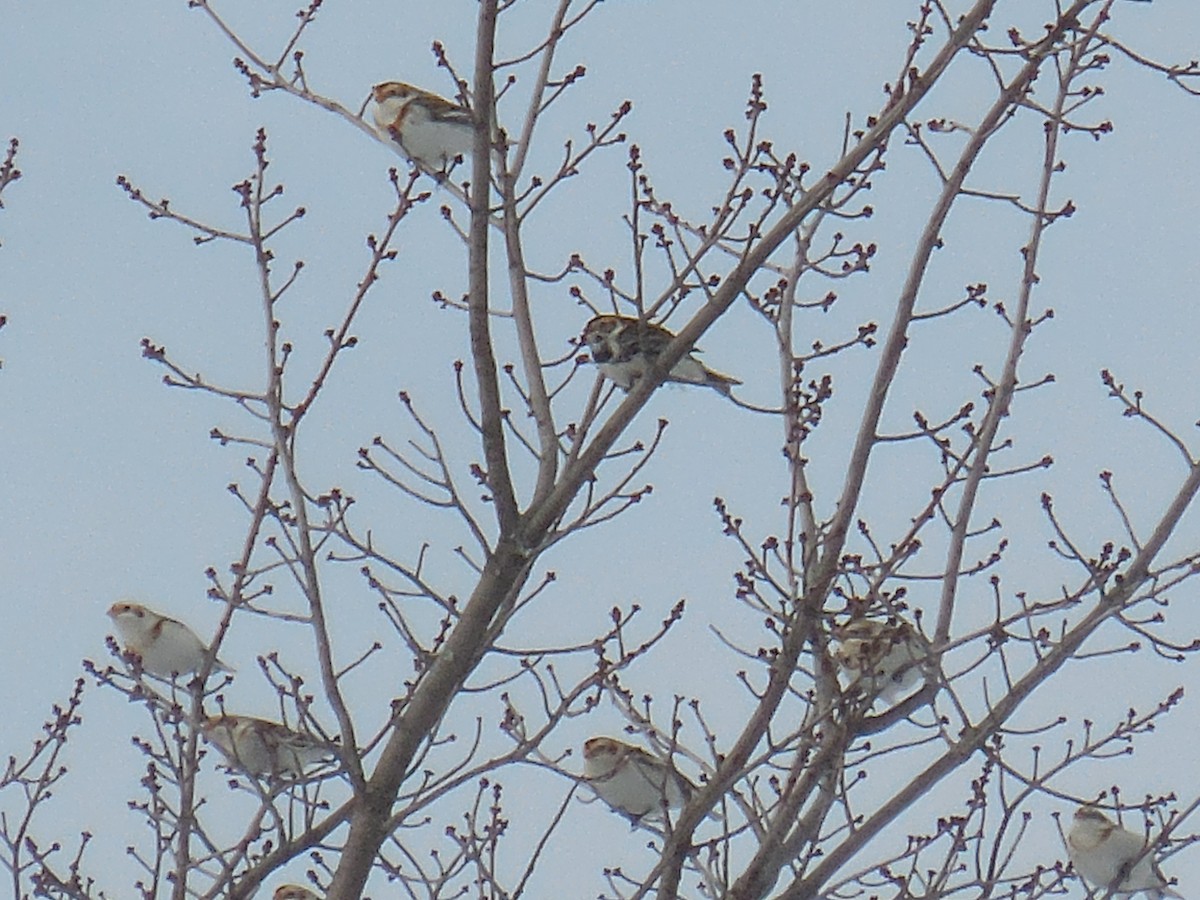 Lapland Longspur - ML414203351