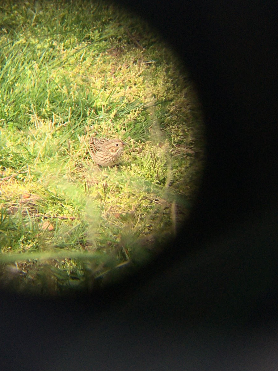 Vesper Sparrow - ML414205151