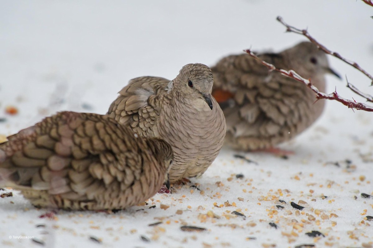 Inca Dove - ML414205471