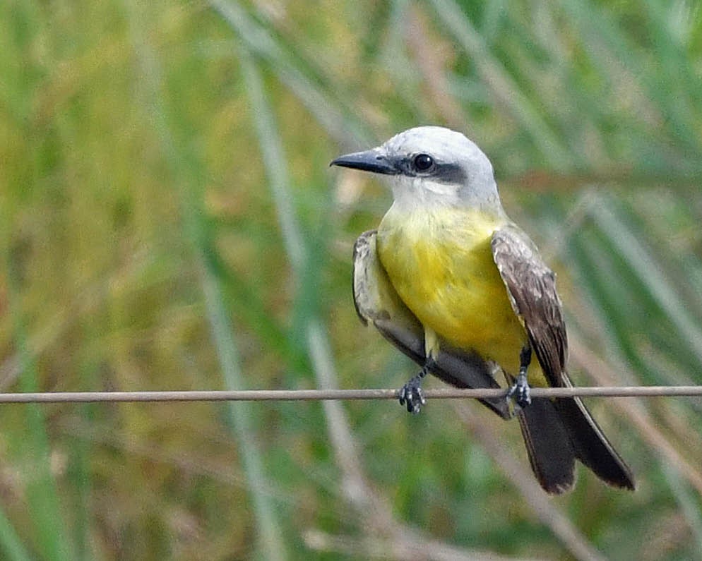 White-throated Kingbird - ML414205821