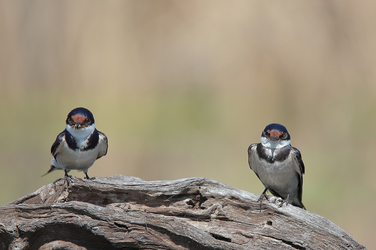 White-throated Swallow - ML414207061