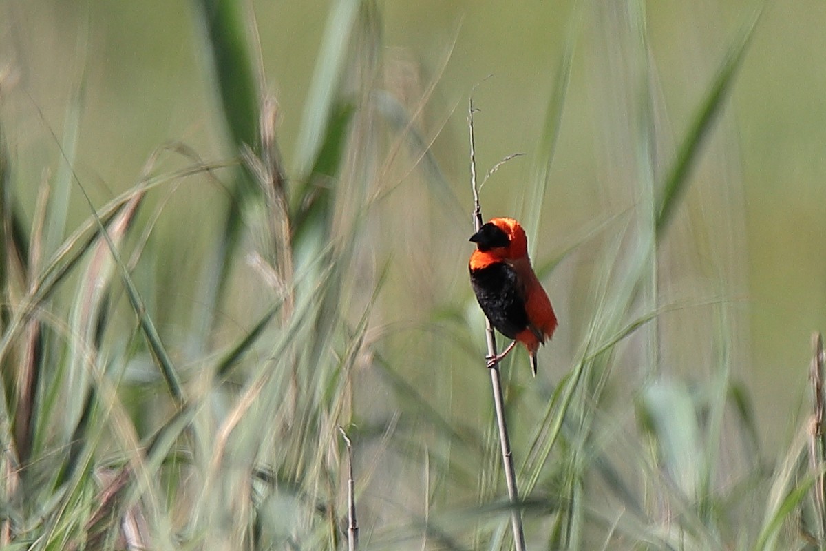 Southern Red Bishop - ML414207241