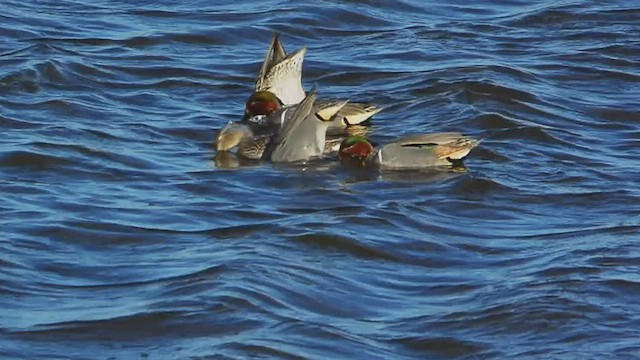 Green-winged Teal - ML414207421