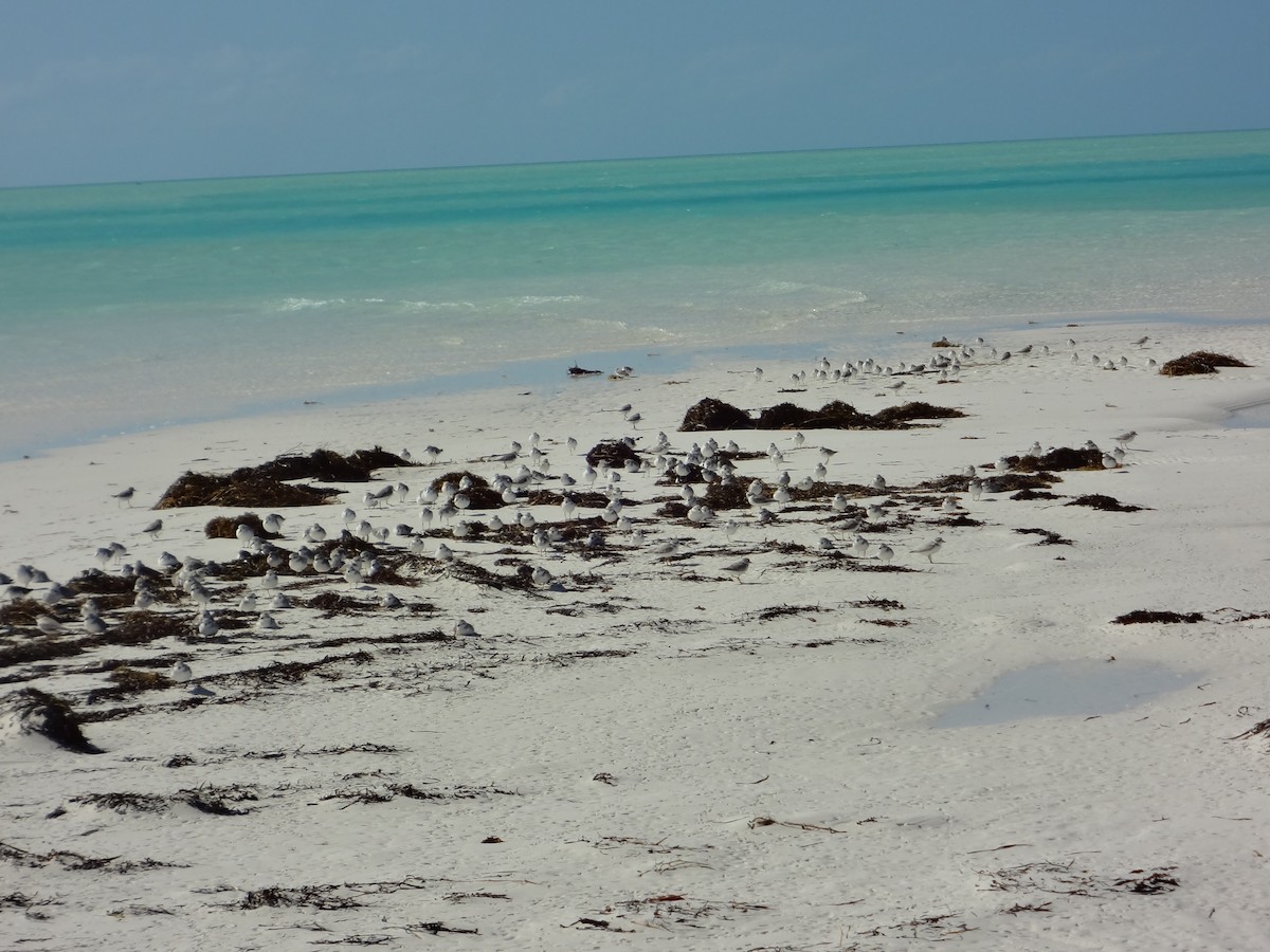 Piping Plover - ML41420791