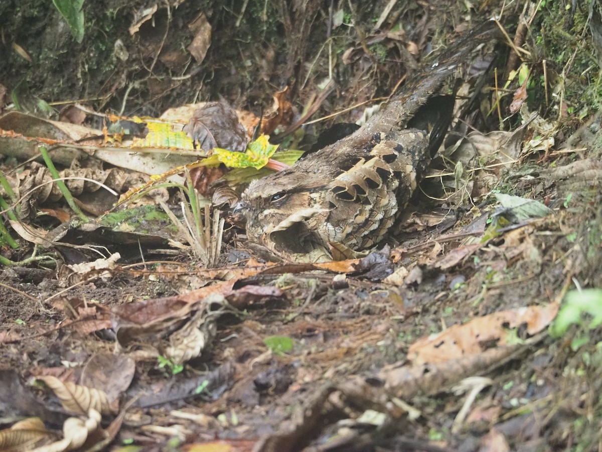 Lyre-tailed Nightjar - ML414208161