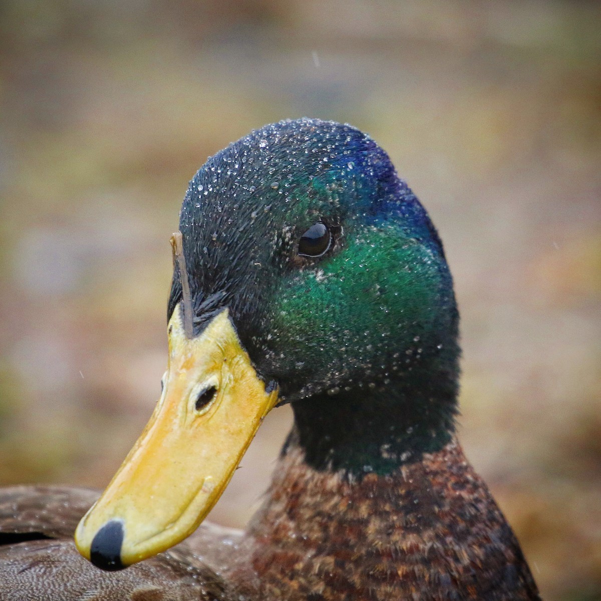 Mallard - ML414208261