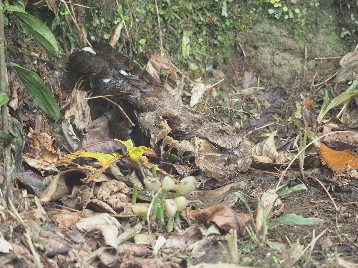 Lyre-tailed Nightjar - ML414208571