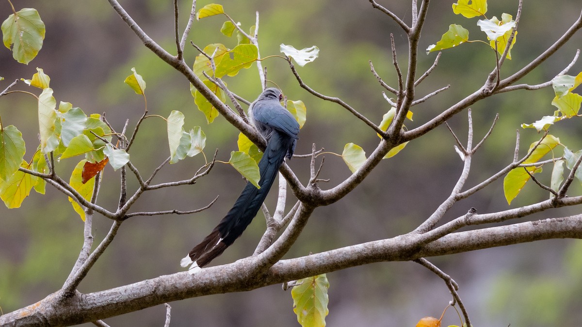 Green-billed Malkoha - Charmain Ang