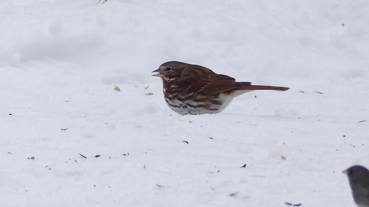 Fox Sparrow - ML414209731