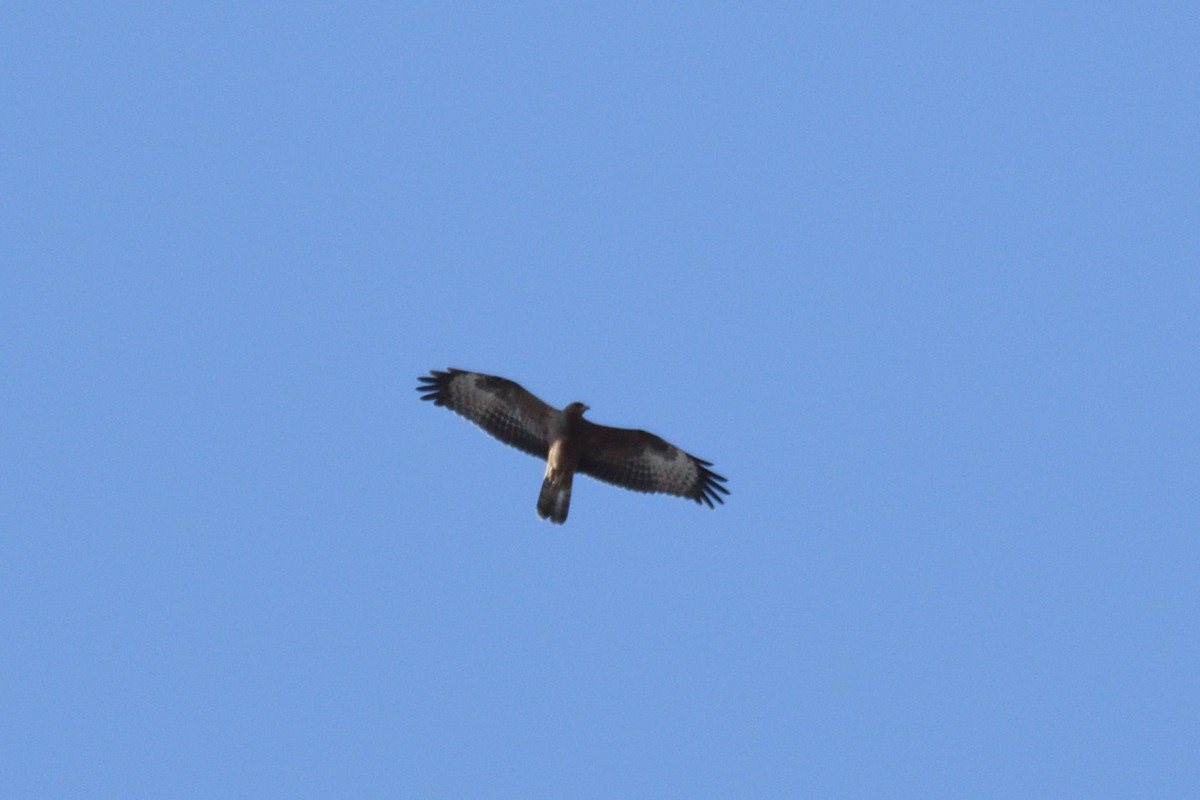 European Honey-buzzard - ML414210431