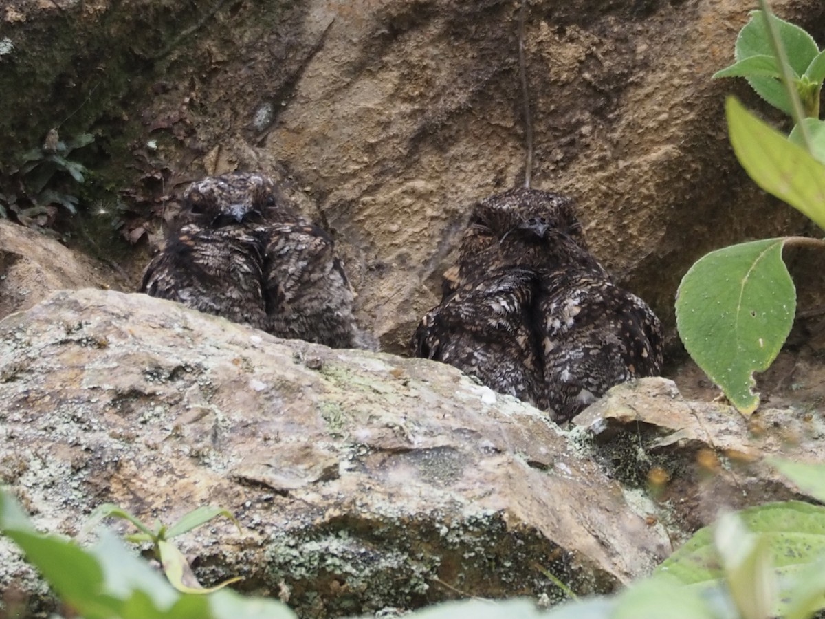 Lyre-tailed Nightjar - ML414211721