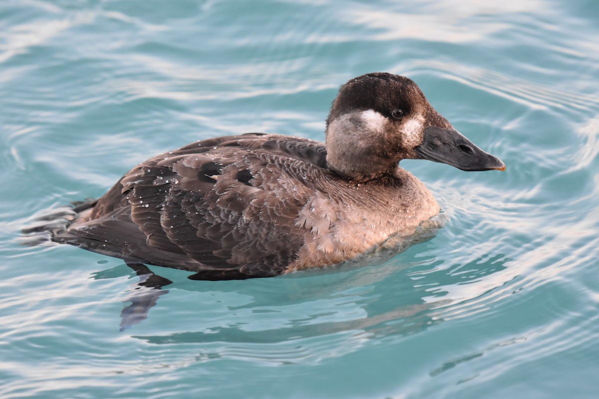 Surf Scoter - ML414213791