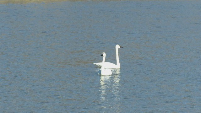 Trumpeter Swan - ML414213951