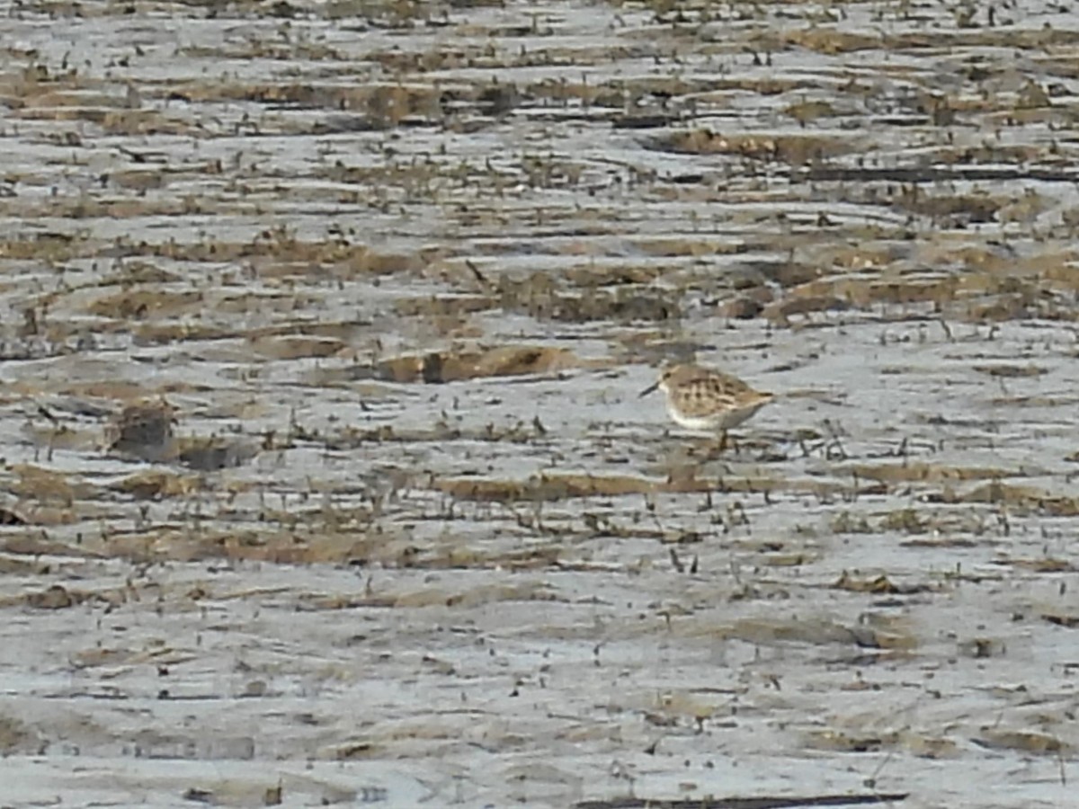 Least Sandpiper - ML414214341