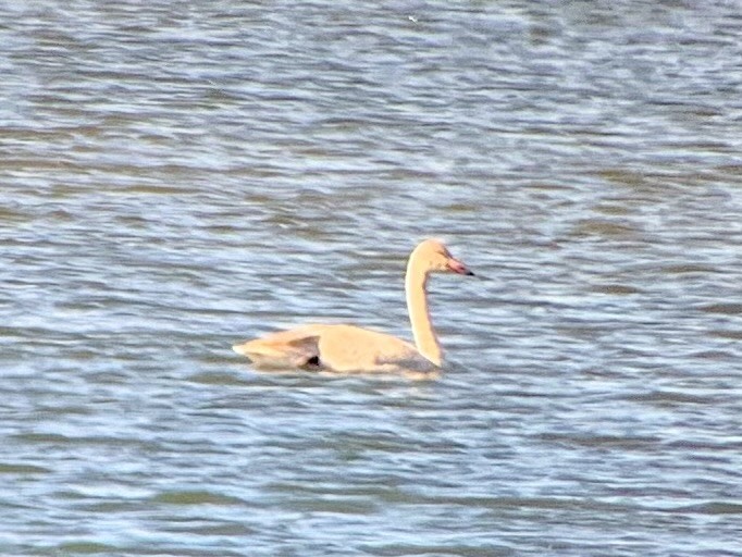 Tundra Swan - ML414214891