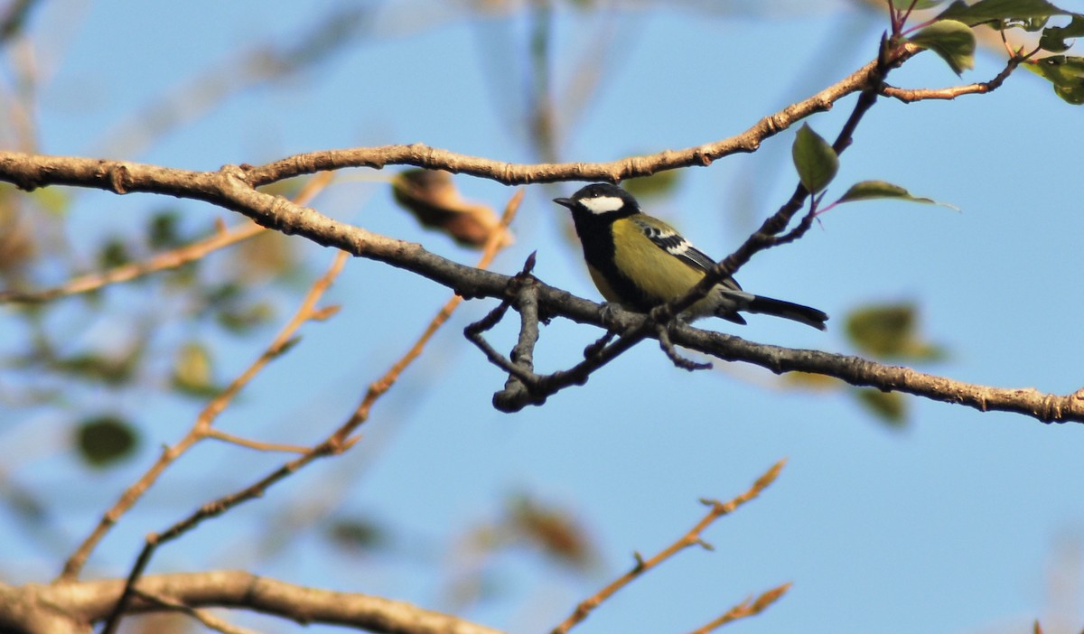 Green-backed Tit - ML414215301